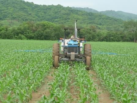 Reivindican indígenas choles y tzeltales al “Ishim”, maíz nativo; rechazan semillas transgénicas