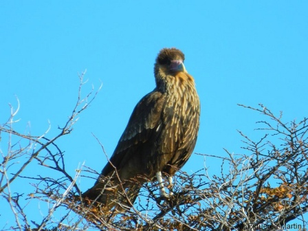 En un hecho sin precedente, nace un ave caracara en el zoológico de Chapultepec