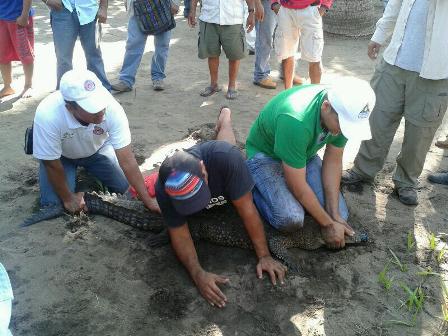 Capacitan en el manejo y cuidado de cocodrilos a funcionarios de Protección Civil en la Costa de Oaxaca