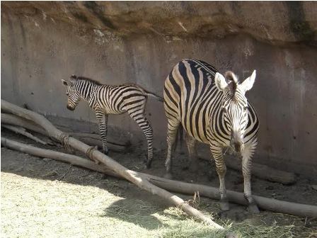Nace una cría de cebra de grant en zoológico de San Juan de Aragón: Sedema