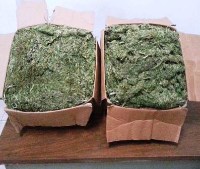 Asegura Policía Ëstatal más de 20 kilos de marihuana en la Costa y la Sierra Sur; tres detenidos