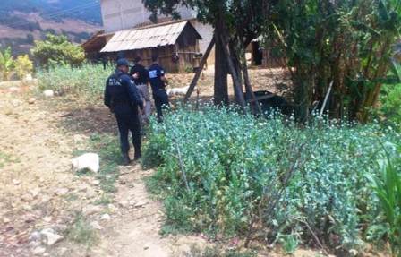 Destruyen plantíos de amapola en San Martín Peras, Oaxaca; sin detenidos