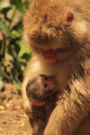 Celebra Sedema Día Mundial de la Biodiversidad con nacimiento de crías de halcón y mono japonés