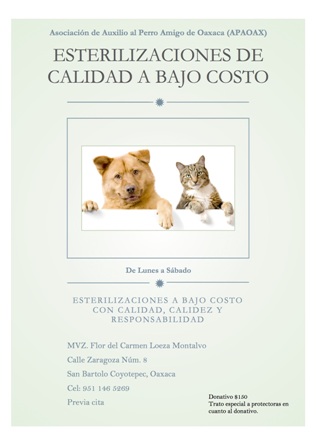 Irrisoria la cifra de esterilizaciones de perros y gatos realizada por el municipio de Oaxaca de Juárez: APAOAX