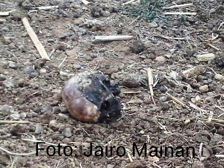 Localizan osamenta humana disputada por perros en San Antonio de la Cal