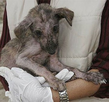 Piden activistas evitar la matanza de perros y gatos como medida para evitar su proliferación en Oaxaca