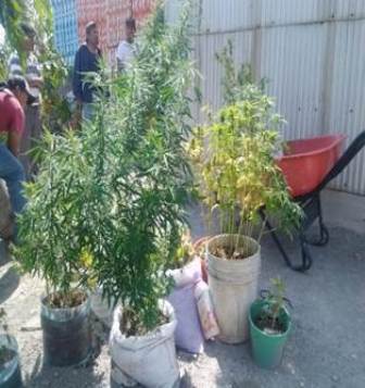 Localizan autopartes y plantas de marihuana en predio de Oaxaca; Dos detenidos