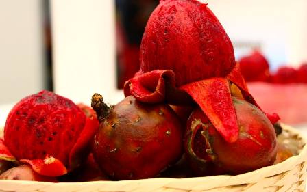 Impulsa Universidad Tecnológica de Oaxaca la producción, comercialización y consumo de tuna