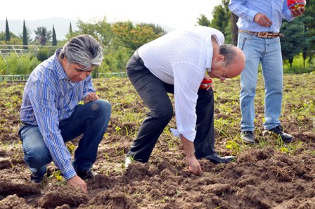 Cultivarán 12 toneladas de tubérculos para la tradicional Noche de Rábanos, en Oaxaca de Juárez
