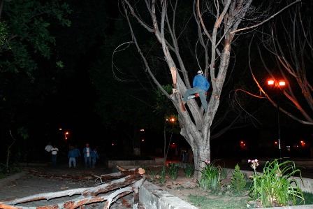 Realiza Dirección de Ecología de Oaxaca podas preventivas de árboles en mal estado