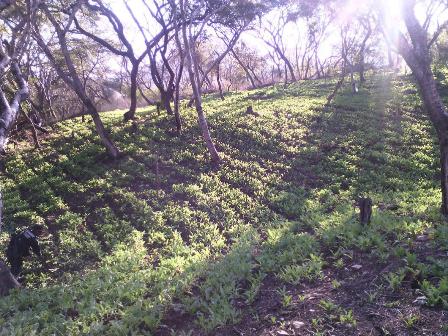 En Guerrero, Policía Federal erradica sembradío de amapola y destruye casi media tonelada de mariguana