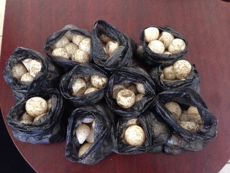Detienen a una persona en poder de más de un centenar de huevos de tortuga en Oaxaca