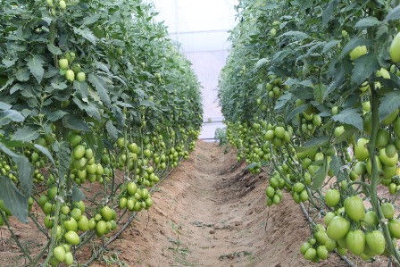 Capacitan a universitarios en la producción de hortalizas para combatir carencia alimentaria