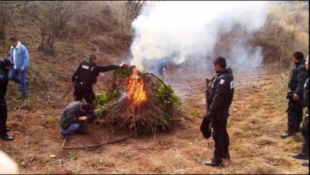Policía Federal destruye plantío de marihuana en Sonora