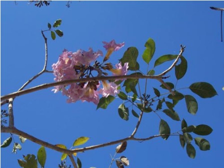 Realizará Ecología de Municipio de Oaxaca la Segunda Campaña de Reforestación 2015