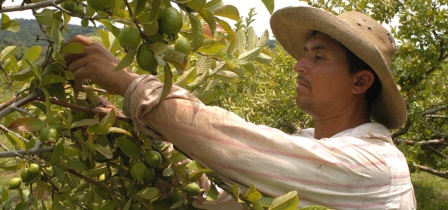 Piden que Secretaría del Trabajo analice con senadores situación de jornaleros agrícolas