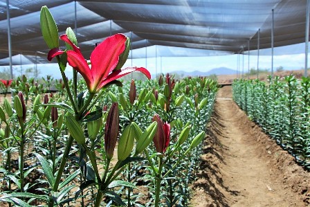 Realizan estudiantes de la UTVCO prácticas de floricultura; Siembran flores lilium y tulipanes