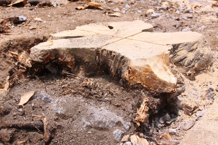 En Oaxaca, remplazan arbolado deteriorado, por especies endémicas en Calzada Porfirio Díaz