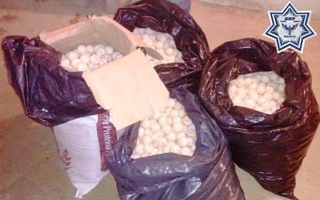 Transportaba cuatro mil huevos de tortuga, fue detenida por la Policía de Oaxaca