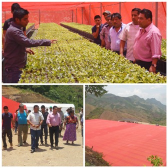 Producirán viveros tecnificados de Oaxaca tres millones de plantas de café