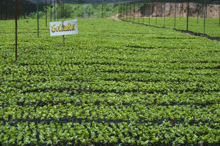 Genera cinco mil empleos directos cafeticultura en la Mixteca de Oaxaca