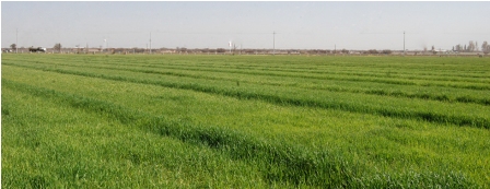 Invierte SAGARPA más de 50 millones de pesos para el control del pulgón amarillo del sorgo