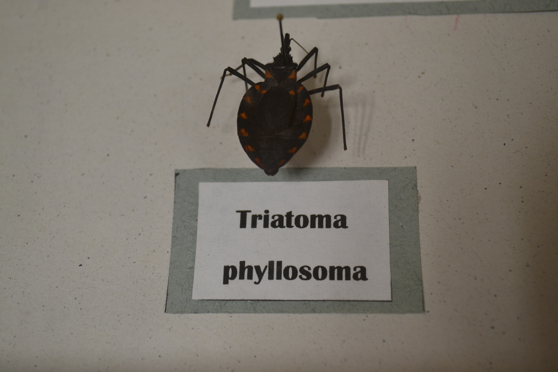 Enfermedad de Chagas trasmitida por chinche ataca el corazón