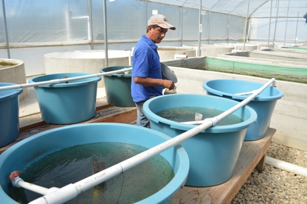 Desarrollan investigadores de INAPESCA técnicas para mayor producción de trucha arcoiris