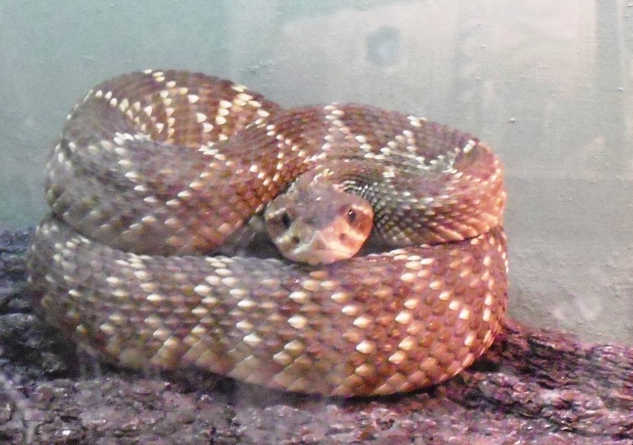 Asegura PROFEPA 29 reptiles y anfibios que iban a ser vendidos ilegalmente en domicilio particular