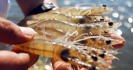 Establece Conapesca fechas para la apertura de la temporada camaronera 2015-2016 en el litoral del Pacífico