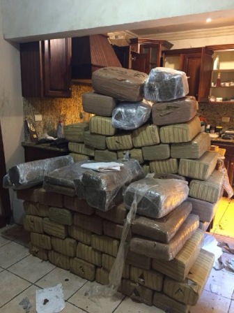 Localiza Policía Federal cuatro invernaderos de marihuana y asegura 618 kilos de droga en Tamaulipas