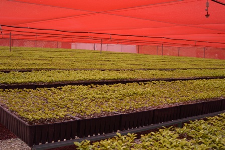 Acuerda Sagarpa con estados programa integral para atender problemática de la roya del café