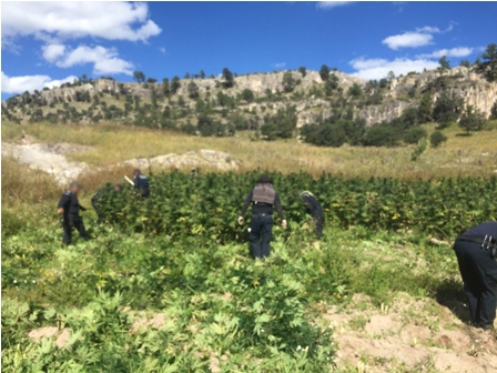 Localizan y destruyen policías federales 300 toneladas de marihuana en Chihuahua