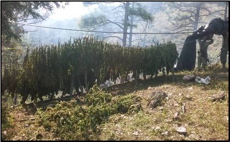 Incineran alrededor de 75 toneladas