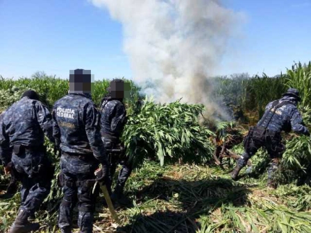Destruye Policía Federal más de mil toneladas de marihuana oculta entre sembradíos de sorgo en Sonora