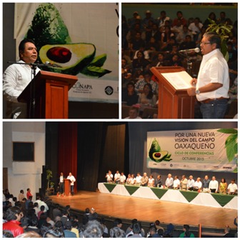 Cultivo de aguacate alternativa de crecimiento para Oaxaca; Superficie sembrada crecerá dos mil hectáreas por año