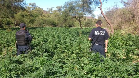 Arrancaron unas 125 mil plantas