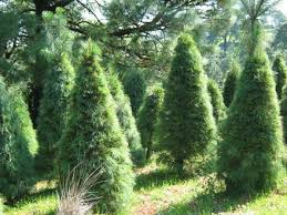 Advierten riesgo fitosanitario por venta de árboles de Navidad que incumplen regulaciones