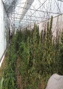 Asegura PGR más de dos mil matas de marihuana en invernadero en Quiechapa, Oaxaca