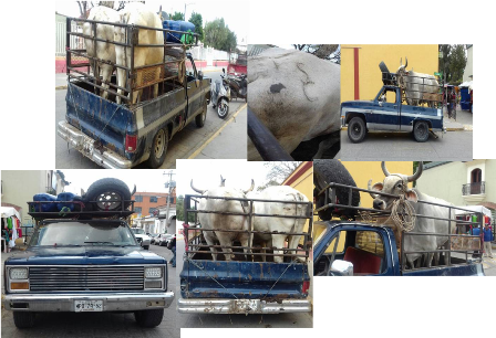 Detenidas cuatro personas por el presunto delito de abigeato en Oaxaca