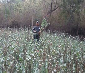 Destruyen e incineran plantío de amapola y marihuana en la Sierra Sur de Oaxaca