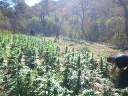 Hallan cinco predios con 121 mil 400 plantas