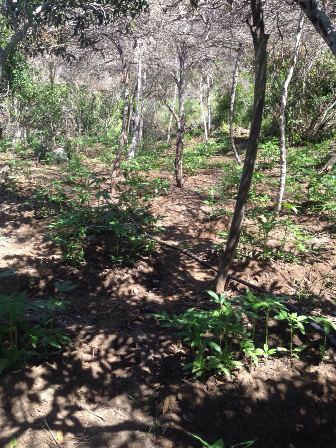 Destruye Policía Federal tres plantíos de amapola y cuatro de marihuana en Baja California