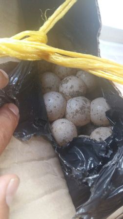 En Chiapas, Policía Federal decomisa unos seis mil huevos de tortuga marina; Dos detenidos