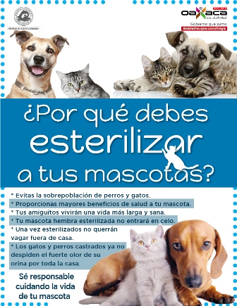 Campaña permanente