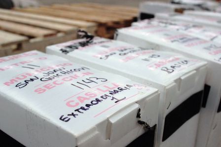 Aquí solo logró cinco diputados locales