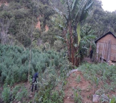 Localizan y destruyen plantío de marihuana en Tepuxtepec, Oaxaca