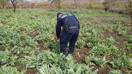 Destruye e incinera PGR-Oaxaca plantío de marihuana en Ejutla de Crespo, Oaxaca
