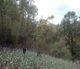 Detectan más de media hectárea con plantaciones de marihuana en San Mateo Yucutindoo