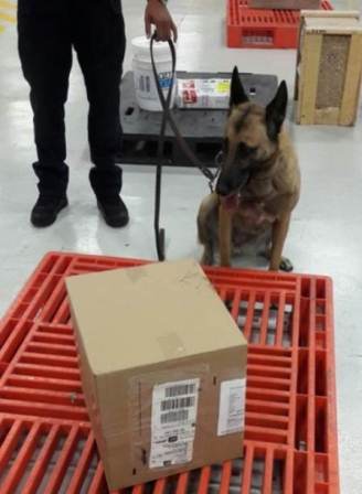 Detectan binomios caninos de la Policía Federal paquetes con heroína ocultos en cajas de golosinas